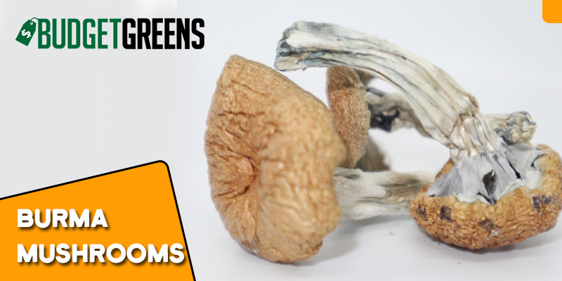 burma mushrooms