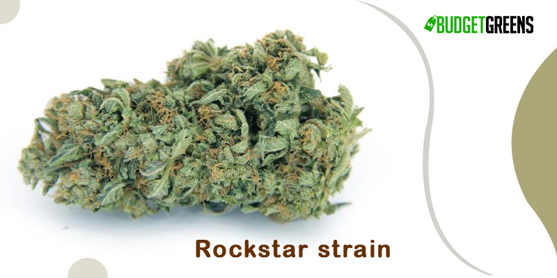 rockstar strain