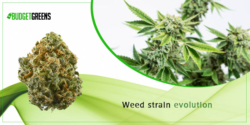 weed strain evolution